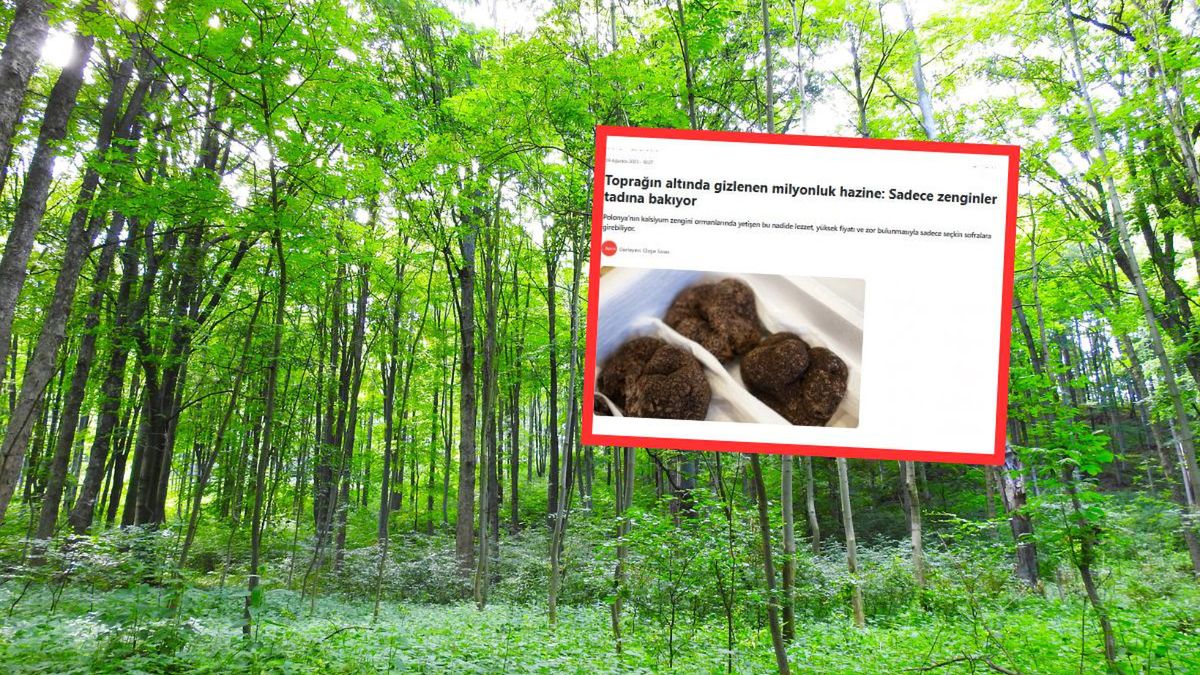 Turcy zachwyceni polskimi truflami