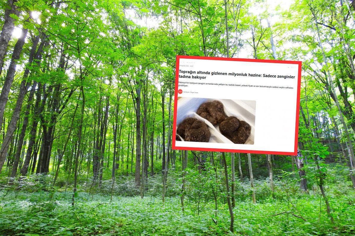 Turcy piszą o przysmaku z Polski. "Elitarny skarb z lasu"