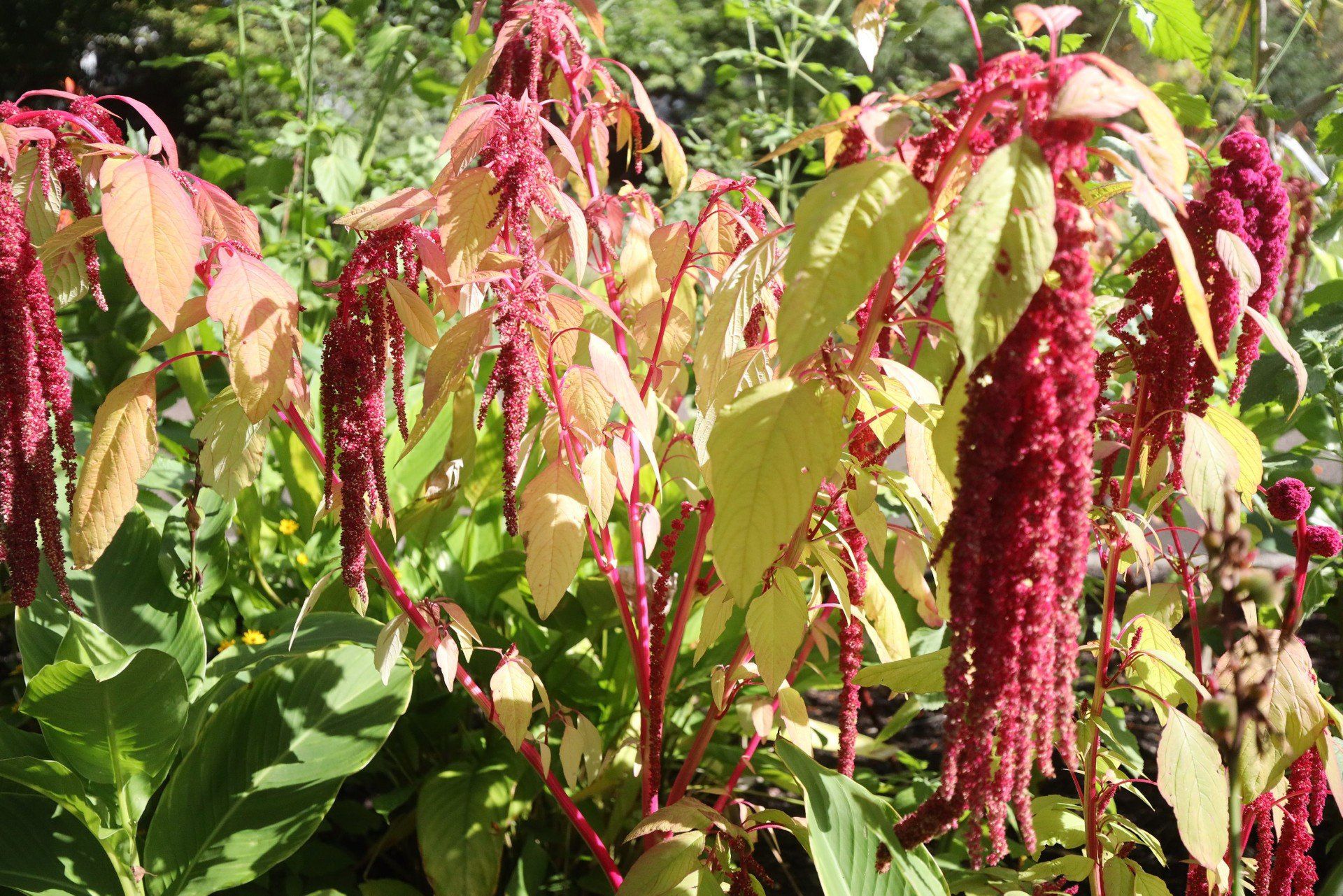 Ogród Botaniczny w Zabrzu