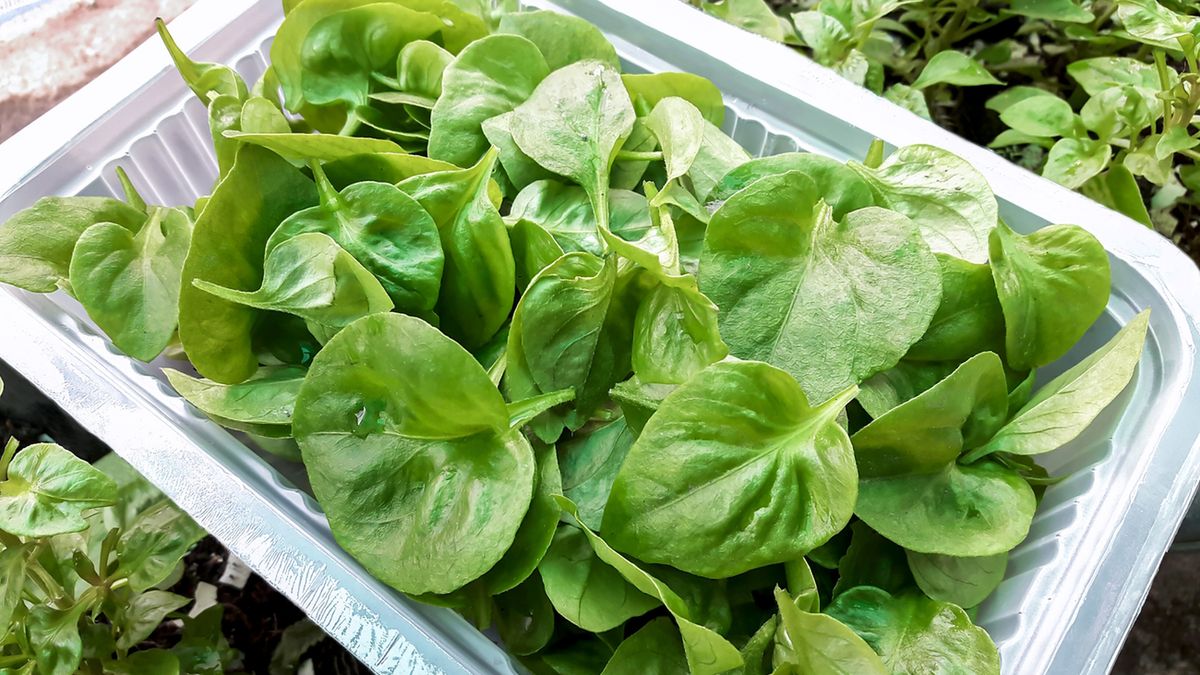 Jedzenie powinno przede wszystkim odżywiać twój organizm