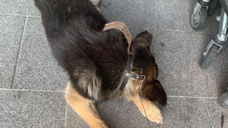 Stary, schorowany pies, przez nieodpowiedzialność swojego właściciela spędził dwie godziny w pełnym słońcu.