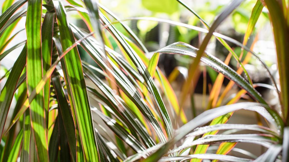 Dracena jesienią i zimą przechodzi w stan spoczynku
