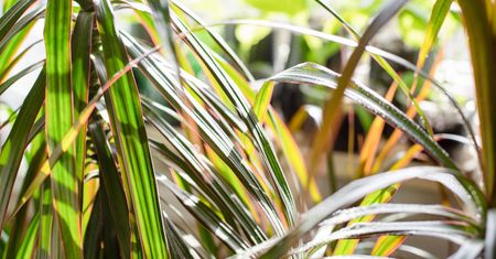 Nigdy nie rób tego jesienią i zimą. Dracena zmarnieje natychmiast