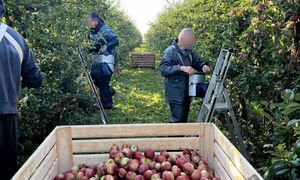 Tyle płacą przy zbiorze jabłek. "Zapewniam dowóz do Biedronki"