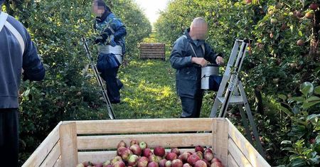 Tyle płacą przy zbiorze jabłek. "Zapewniam dowóz do Biedronki"
