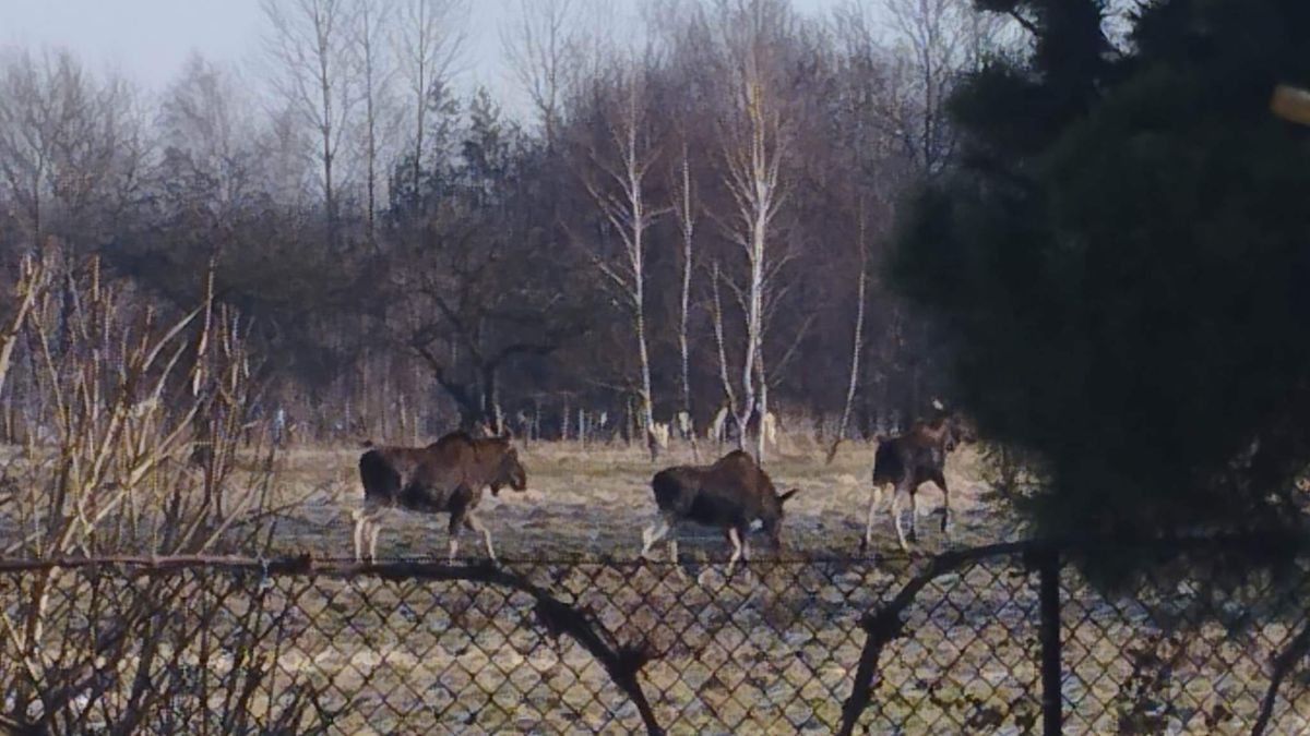 łosie z okolic Krakowa