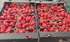 Pierwsze polskie truskawki już w sprzedaży. Cena robi wrażenie