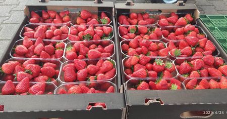 Pierwsze polskie truskawki już w sprzedaży. Cena robi wrażenie