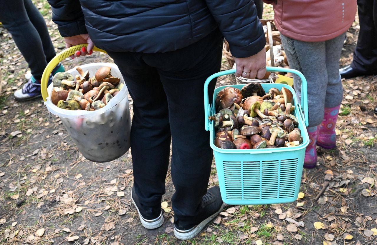 Przyjeżdżają busami. Tonami wywożą z Polski grzyby