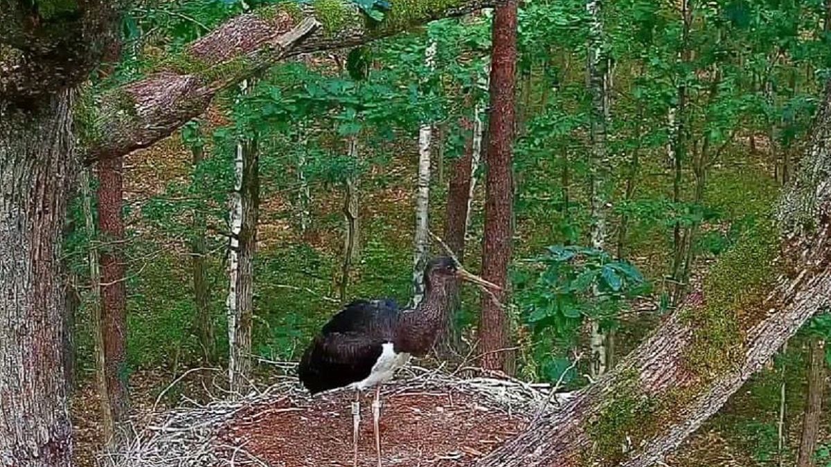 Zaczyna się sezon bocianich odlotów 