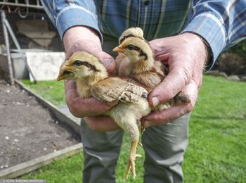 Koszmar we Wrzosach. Spłonęło 23 tys. kurcząt