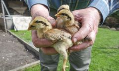 Koszmar we Wrzosach. Spłonęło 23 tys. kurcząt