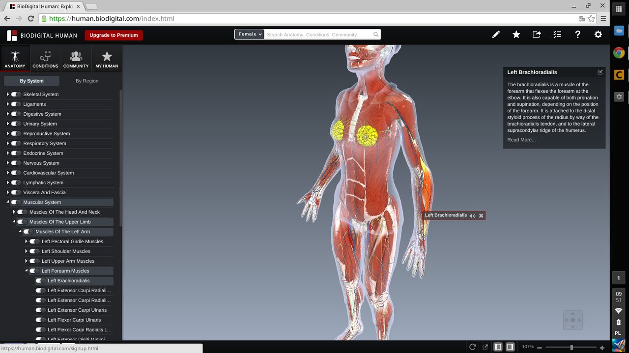 Biodigital Human: na chromebooku zwinniejszy niż w Firefoksie na Core i7