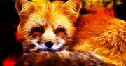 Pale Moon Commander: Firefox niczym dobrze skrojony garnitur