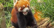Firefox 35 to  pokoje czatowe w Hello i lepsza ochrona użytkownika