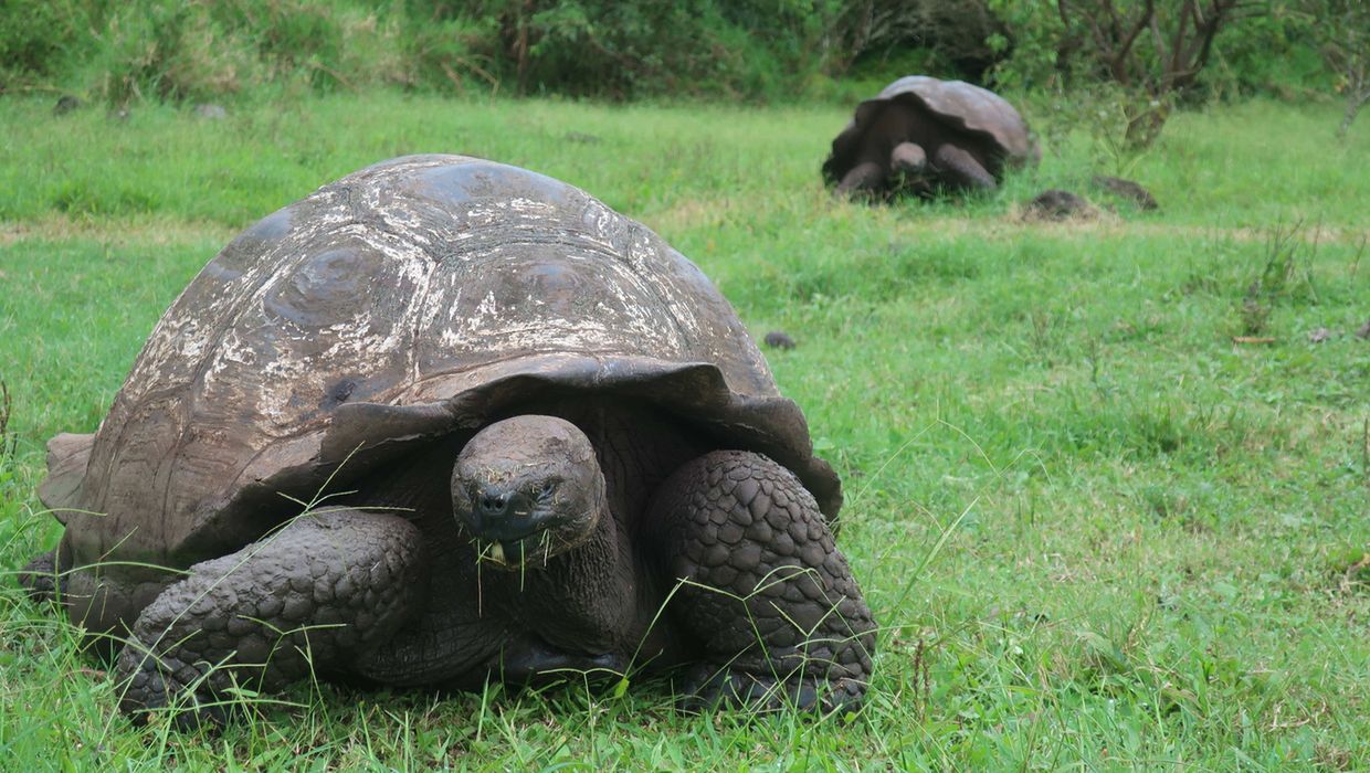 <p>epa09065465 Two giant Glapagos tortoises in a ranch in the interior of Santa Cruz Island, in the Galapagos Archipelago, Ecuador, 23 January 2021 (issued 10 March 2021). During millions of years different types of turtles adapted to live on isolated volcanic islands of the American continent where they evolved to dominate their habitats. Today, it is the human being who tries to prevent their extinction in the famous archipelago to which they give their name: Galapagos. Made up of thirteen large islands, six smaller ones and 42 islets, the archipelago located about a thousand kilometers from the continental coasts of Ecuador is home to more than 7,000 endemic and native species, among which land turtles play a prominent role.  EPA/Daniela Brik ACOMPAÑA CRÓNICA: ECUADOR GALÁPAGOS<br />
Dostawca: PAP/EPA.</p>