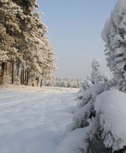Nietypowa akcja policji. Kobieta utknęła w lesie i nie wiedziała, gdzie jest