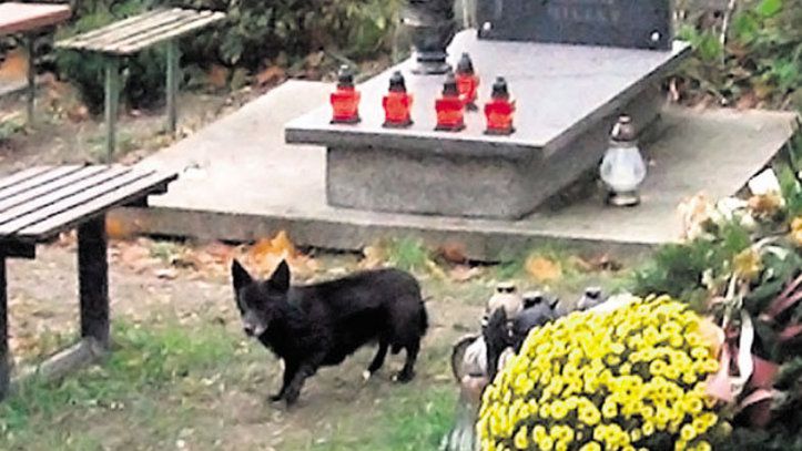 Pieska można spotkać zawsze w tym samym miejscu