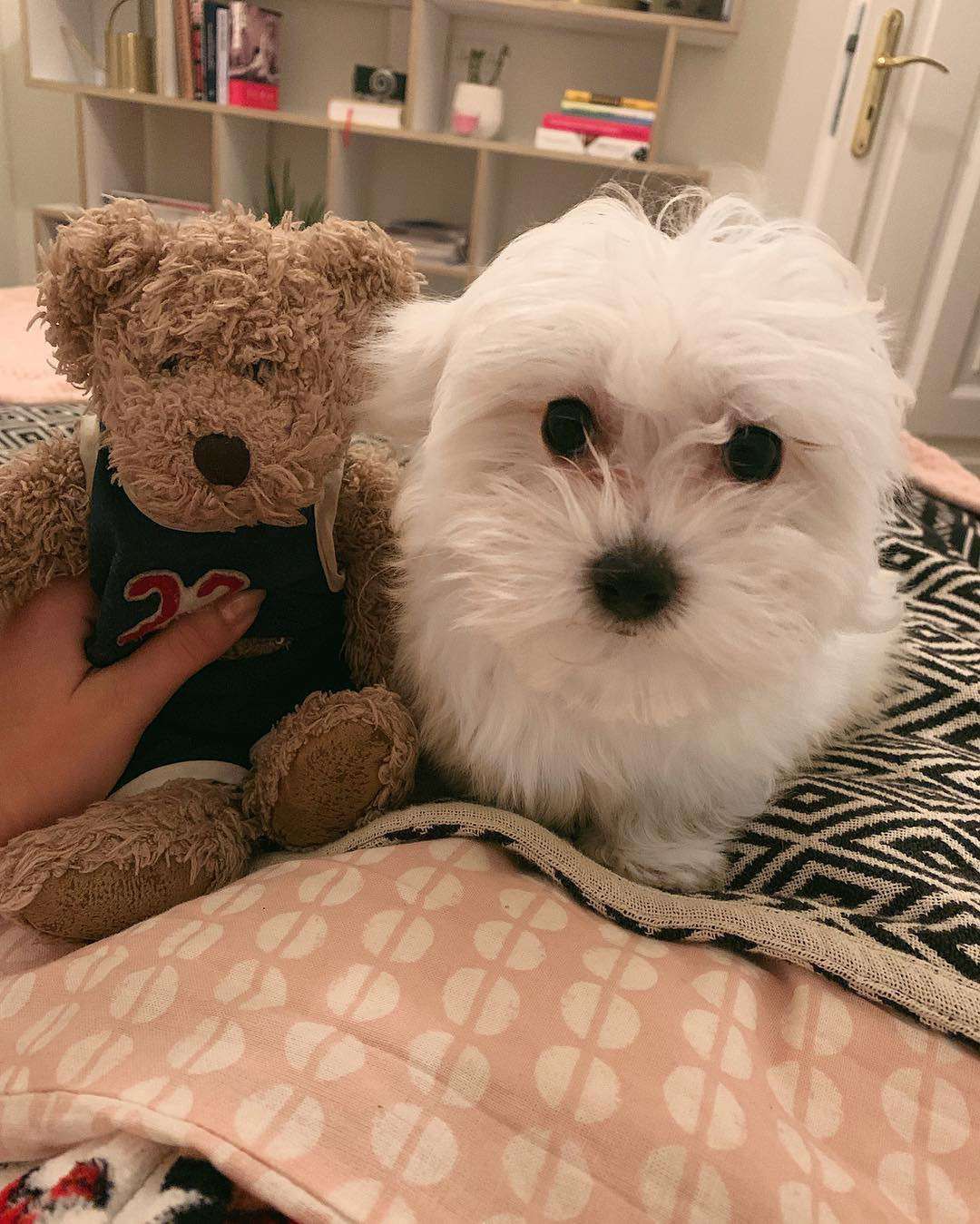 Julia Wieniawa ma nowego psa