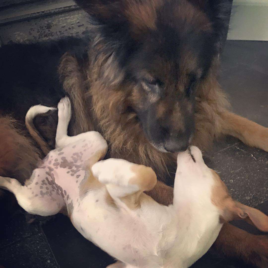 Pies Oli Kwaśniewskiej jest operowany