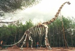 Ponad 100 skamieniałych jaj dinozaurów znaleziono w Indiach