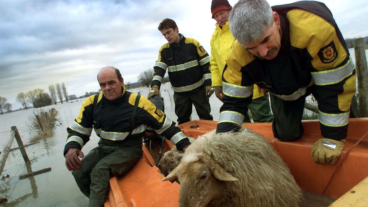 Strażacy z wioski Itteren w Limburgii (Holandia) przewożą owce, które wskutek powodzi znalazły się w pułapce na zalanych łąkach nad rzeką Maas
