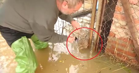Nagrywali powódź kamerą. Zobaczyli jeża. Natychmiastowa reakcja