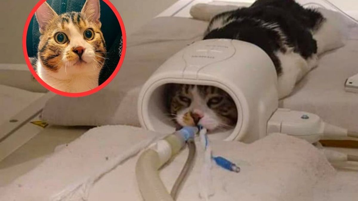 Koniec dramatu kota z Trójmiasta
