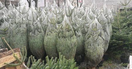 W Lublinie już Boże Narodzenie? Można już kupić choinki lub karpia