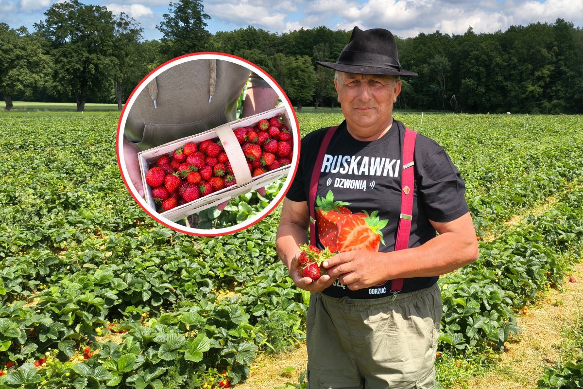Poszliśmy na samozbiory. Pełne pole chętnych. Rolnik obniżył cenę