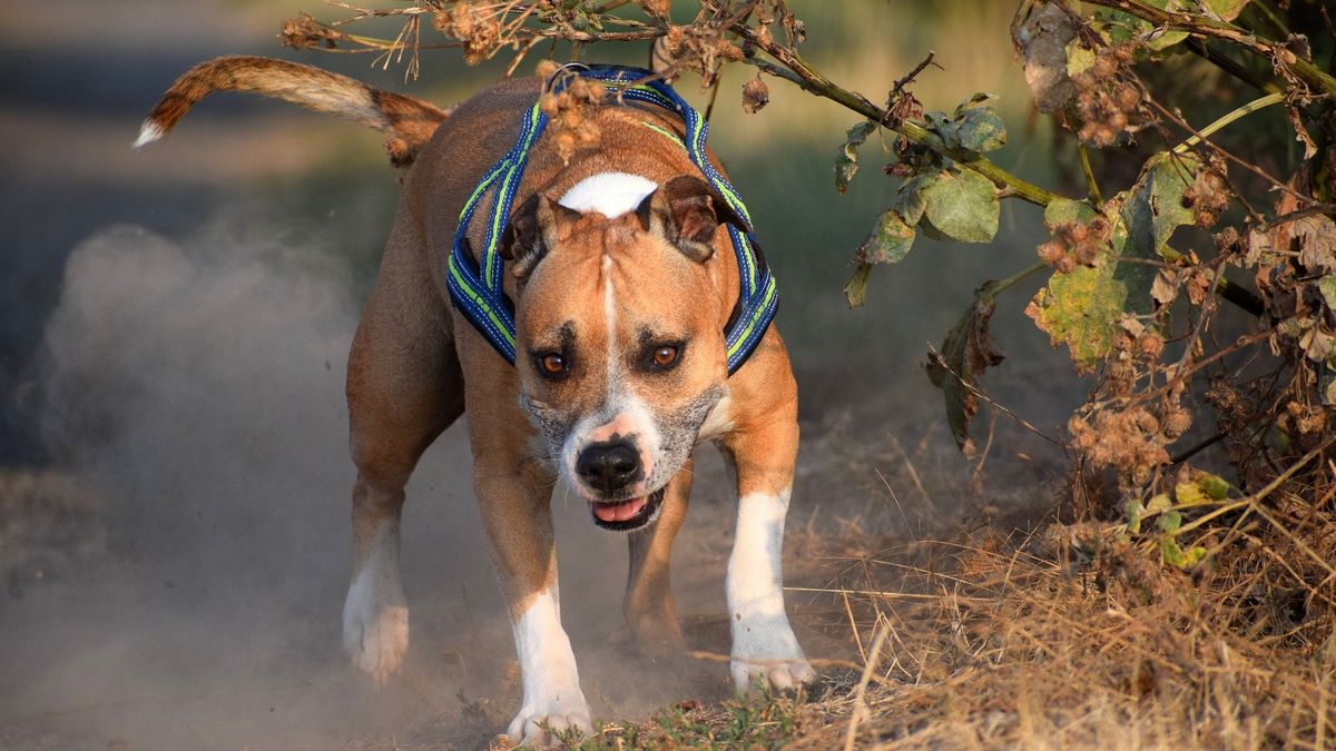 Amstaffy zaatakowały kobietę na spacerze. 