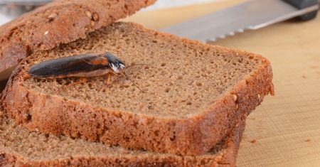 Rozłóż w kuchennych szafkach. Karaluchy wyprowadzą się z twojego domu