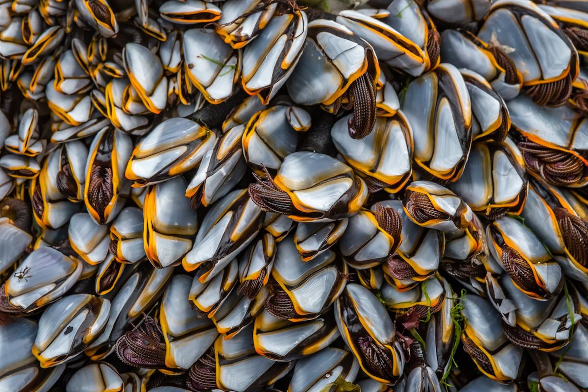 Nietoperz podczas polowania - zwycięskie zdjęcie British Wildlife Photography Awards 2018 2