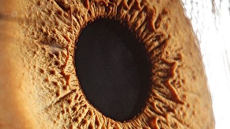 Bardzo głębokie spojrzenie w oko 1