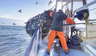 Gdy ryb brakuje, trzeba je stworzyć. Po raz pierwszy w historii hodowla przewyższyła rybołówstwo