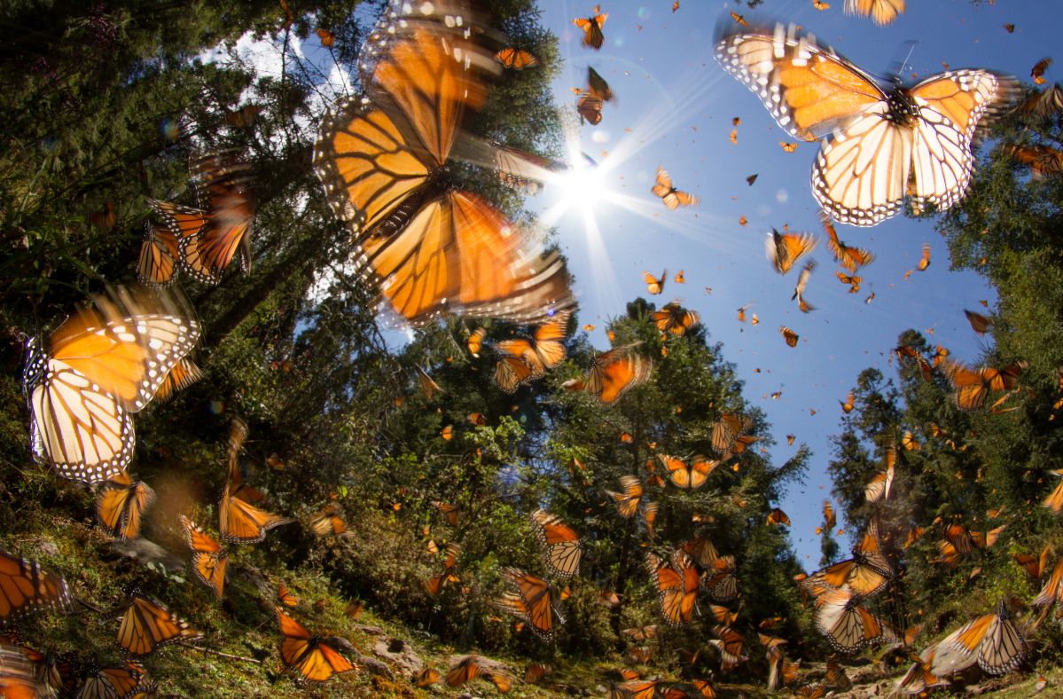 Italians were stealing butterflies in Sri Lanka