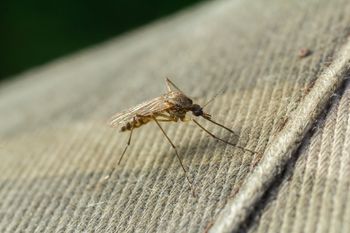 Dlaczego komary jednych gryzą częściej? Naukowcy znaleźli odpowiedź