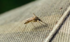 Dlaczego komary jednych gryzą częściej? Naukowcy znaleźli odpowiedź