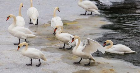 Ptasia grypa. WHO ostrzega o ryzyku przenoszenia się wirusa z człowieka na człowieka