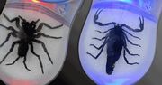 Myszka z tarantulą lub skorpionem w środku!