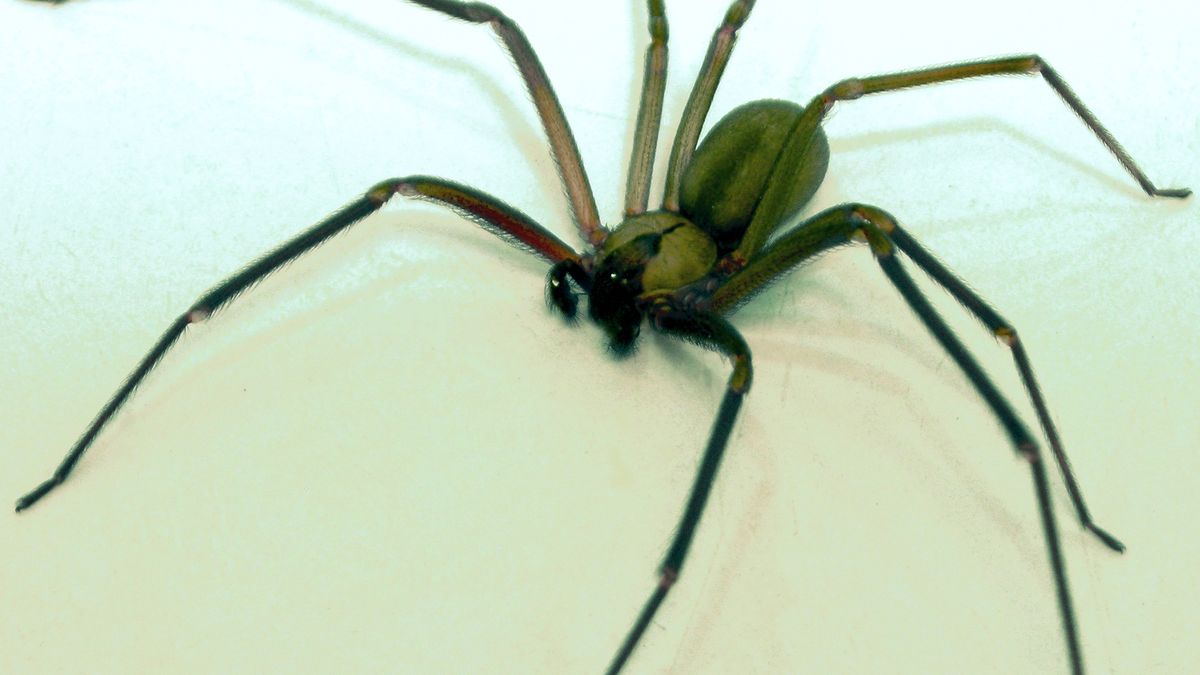 19-latek ugryziony przez jadowitego pająka 