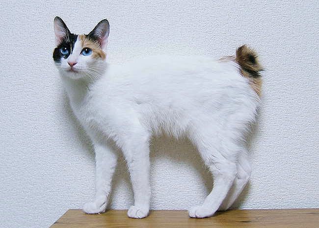 Japoński bobtail