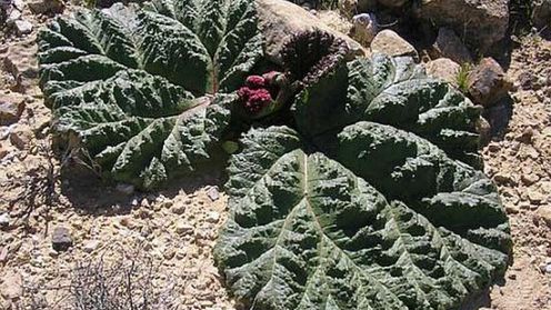 Pustynny rabarbar inspiruje inżynierów 1