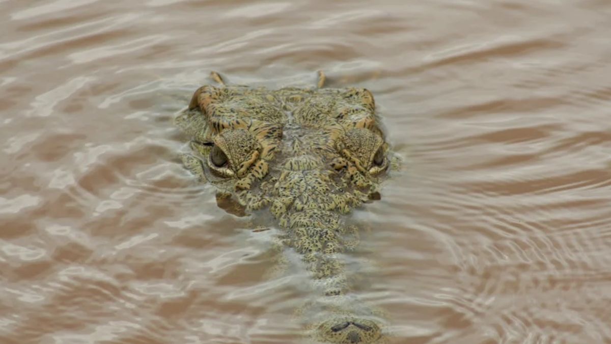 Szczątki turysty wewnątrz krokodyla.