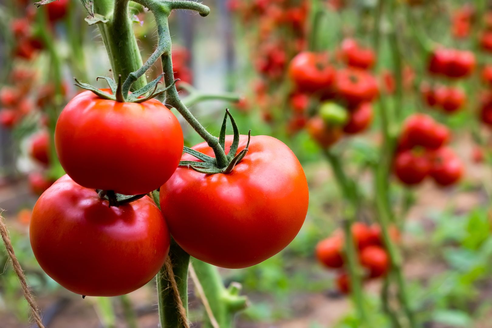 agriculture, background, bio, branch, cherry, close up, closeup, color, crop, cultivated, diet, farm, food, food and drink, fresh, fresh tomatoes, garden, green, greenhouse, grow, grow your own, growing, growth, hanging, harvest, healthy, ingredient, juicy, juicy tomato, ketchup, leaf, natural, nature, organic, plant, red, red tomato, red tomatoes, ripe, summer, tasty, tomato on a branch, tomato plants, tomatoes, vegan, vegetable, vegetables, vegetarian, vitamin