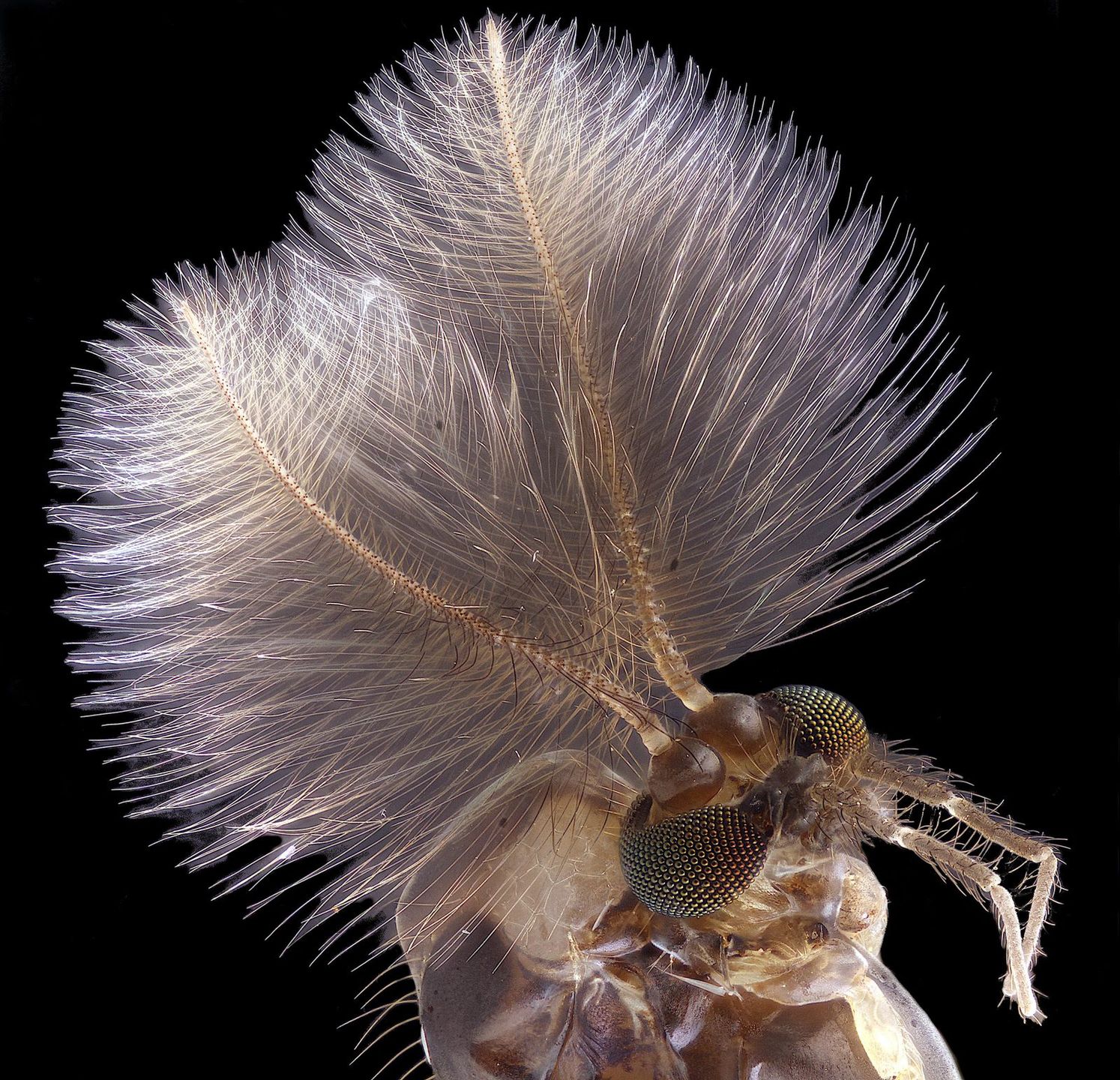 Nikon Small World: zachwycający świat mikrofotografii. Polak w czołówce 5