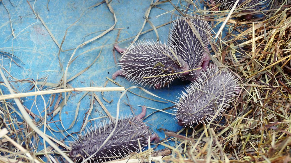 Przypadek pozwolił uratować życie rodzinie jeży. Matka i dzieci nie mogły wydostać się z budynku gospodarczego 
