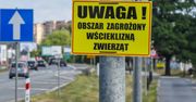 Wścieklizna u nietoperzy. Doktor zabrał głos ws. zagrożenia dla ludzi