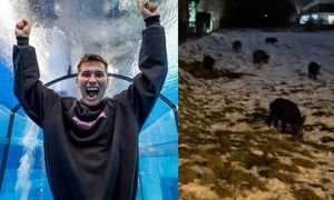 Dom Friza nawiedziły dziki. GROZIŁ IM ŁOPATĄ: "Nie macie ze mną szans" (WIDEO)