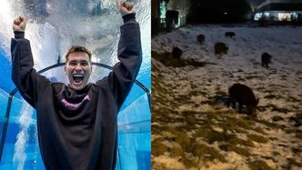 Dom Friza nawiedziły dziki. GROZIŁ IM ŁOPATĄ: "Nie macie ze mną szans" (WIDEO)